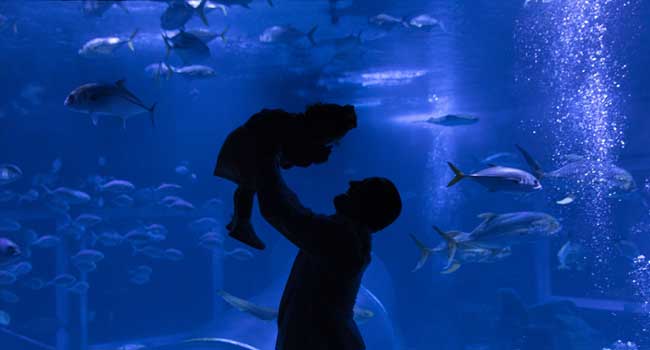 AquaRio é reconhecido entre as melhores atrações do Brasil pelo TripAdvisor (Divulgação)